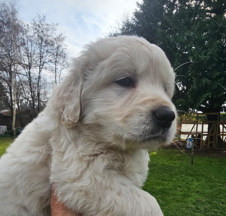 Golden Retriever
