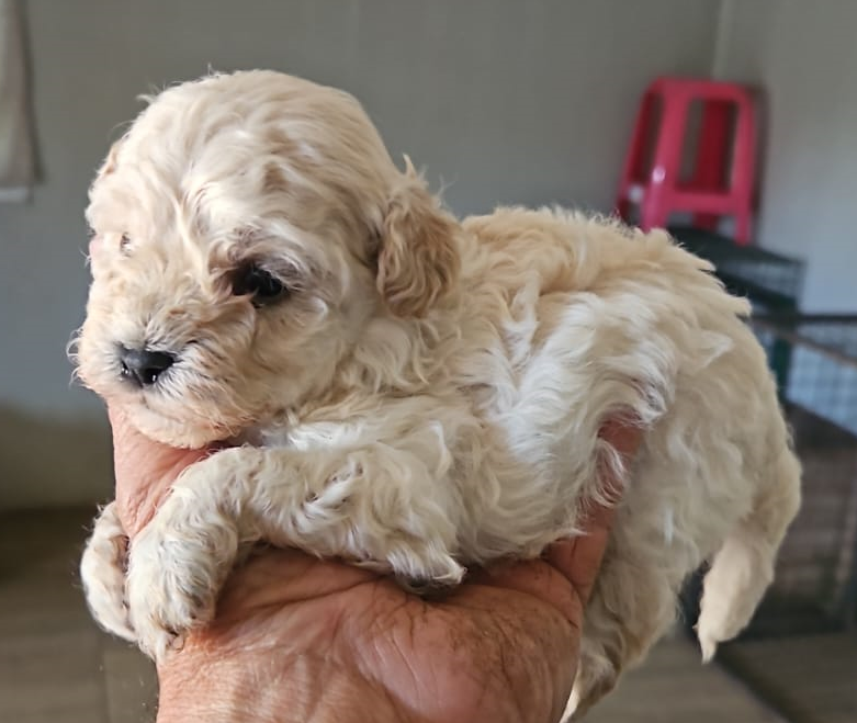 Poodle toy