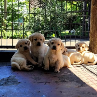 Labrador