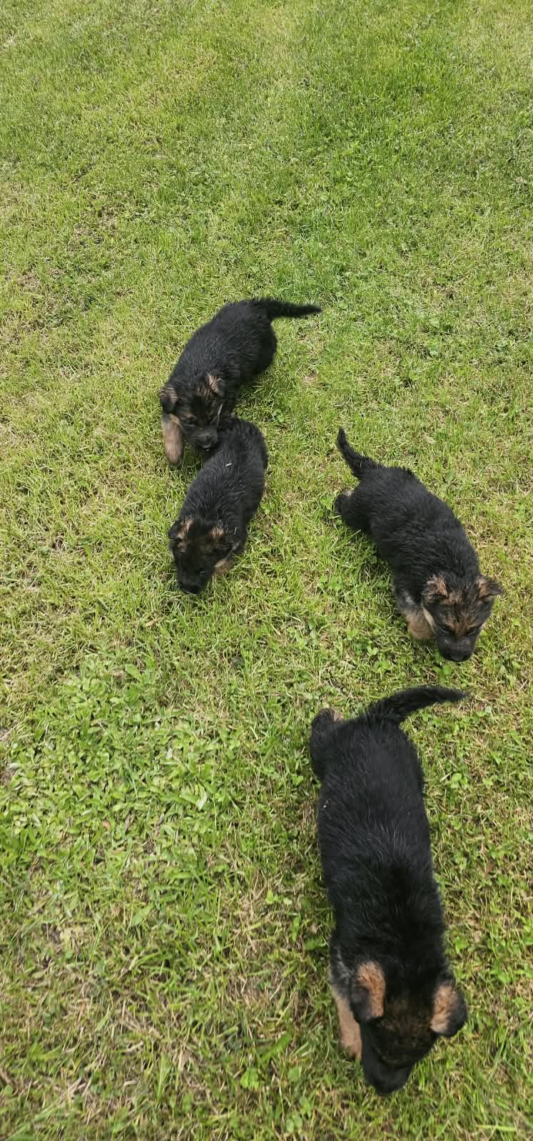 Cachorros Pastores alemanes para entrega el 21 de Octubre