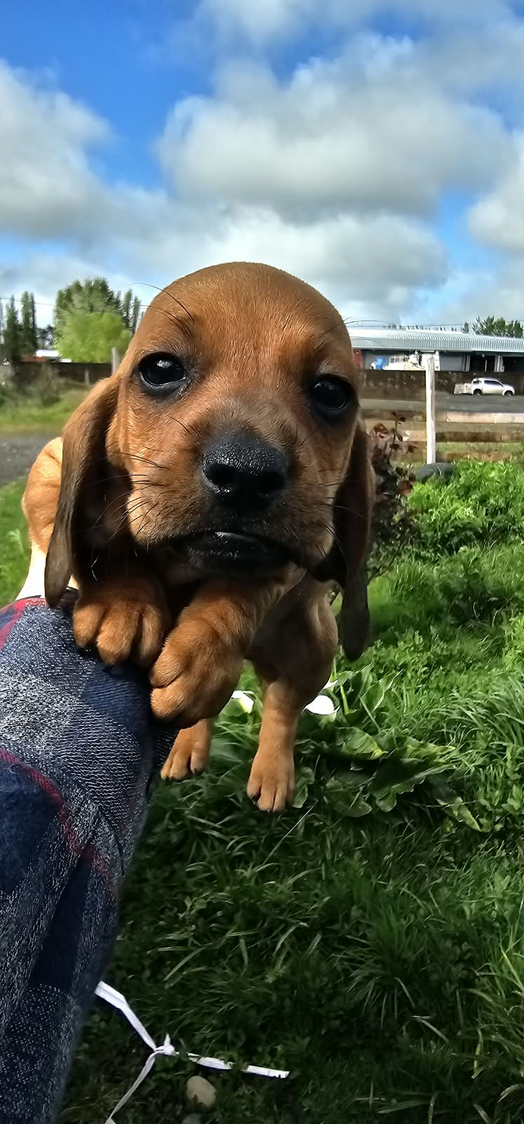 Cachorritos Salchichas machos en venta