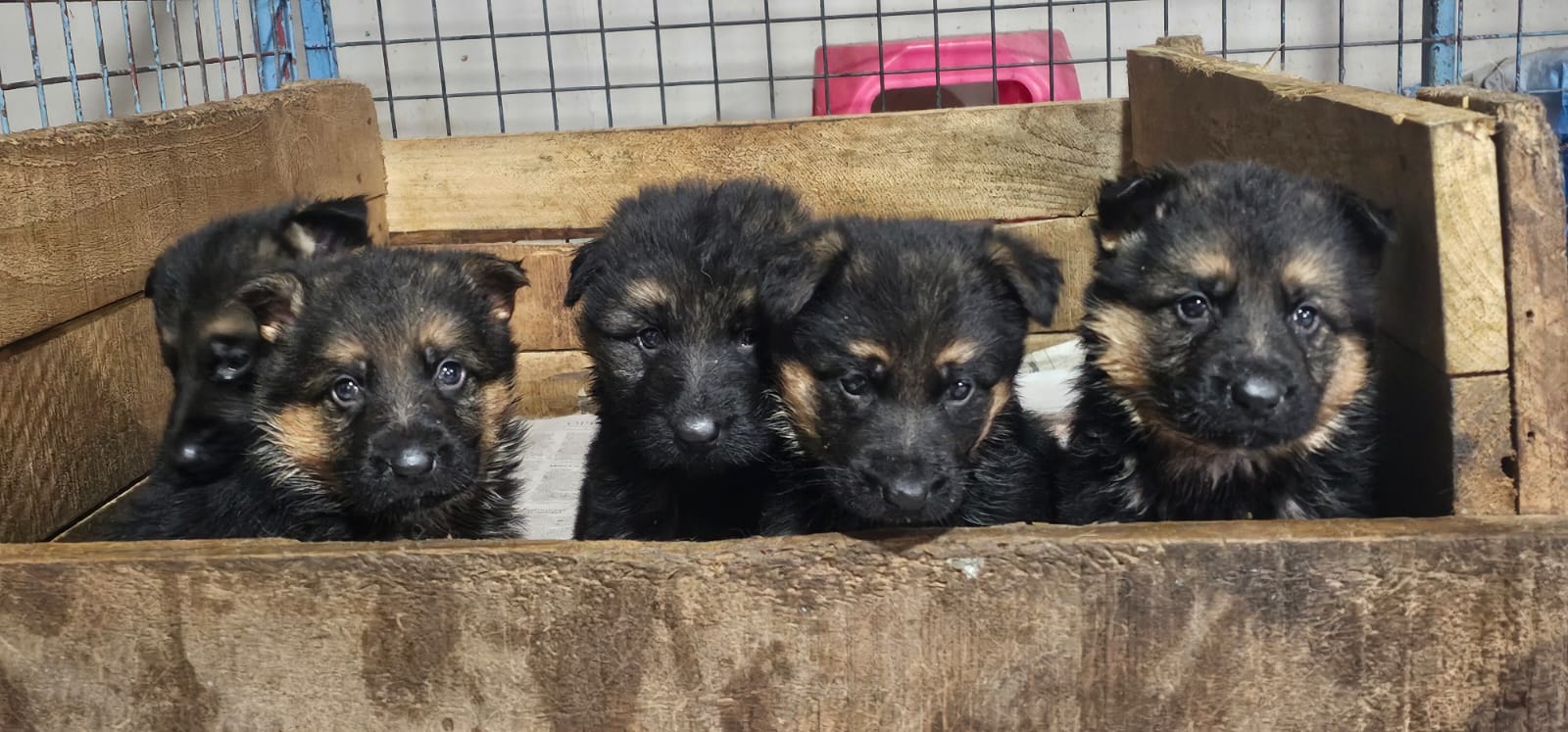 Cachorros Siberianos y Pastores Aleman